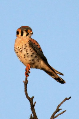 American Kestrel (Male)