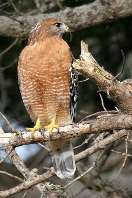 Red-shouldered Hawk, Looking For a Meal