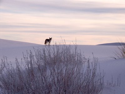 Coyote