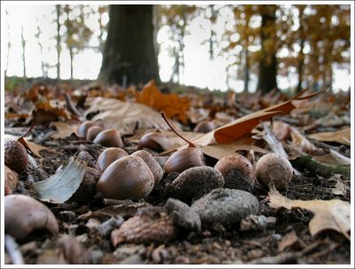 ALPHEN  'T OOIEVAARSNEST (en omgeving)