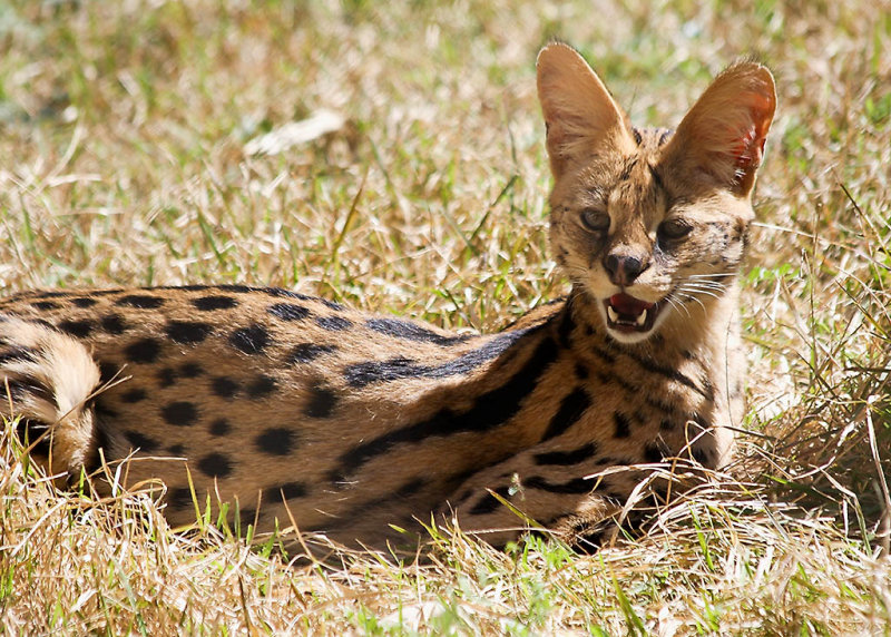Serval