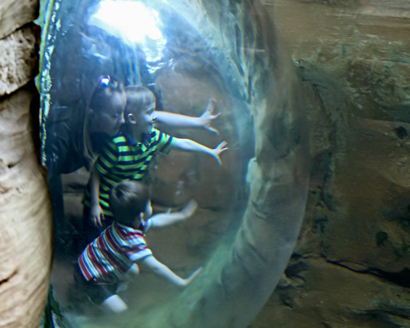 The Bubble