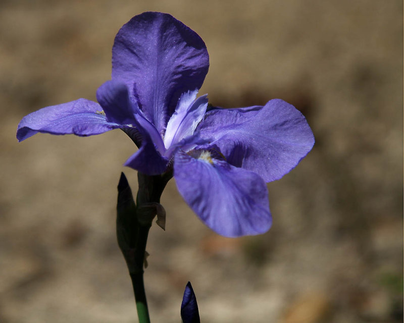 Flower_3