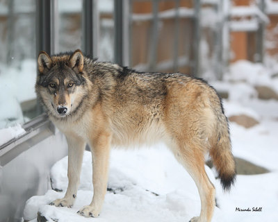 wolf10-1.jpg