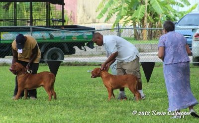 Dogue de Bordeaux
