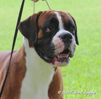 Boxer