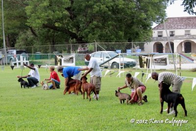 Barbados Kennel Club Dog Show October 2012