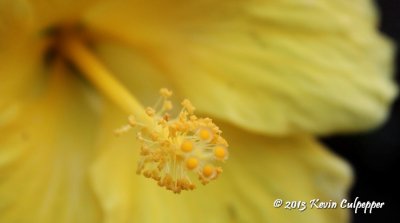 Yellow Hibiscus