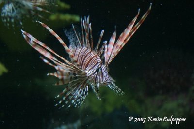 Lion Fish