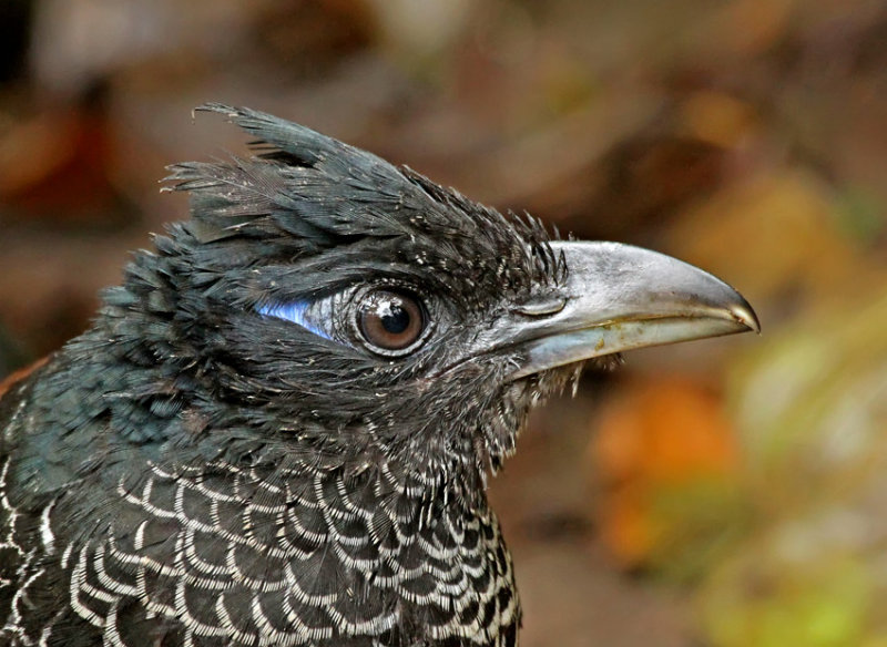 Banded Ground-Cuckoo