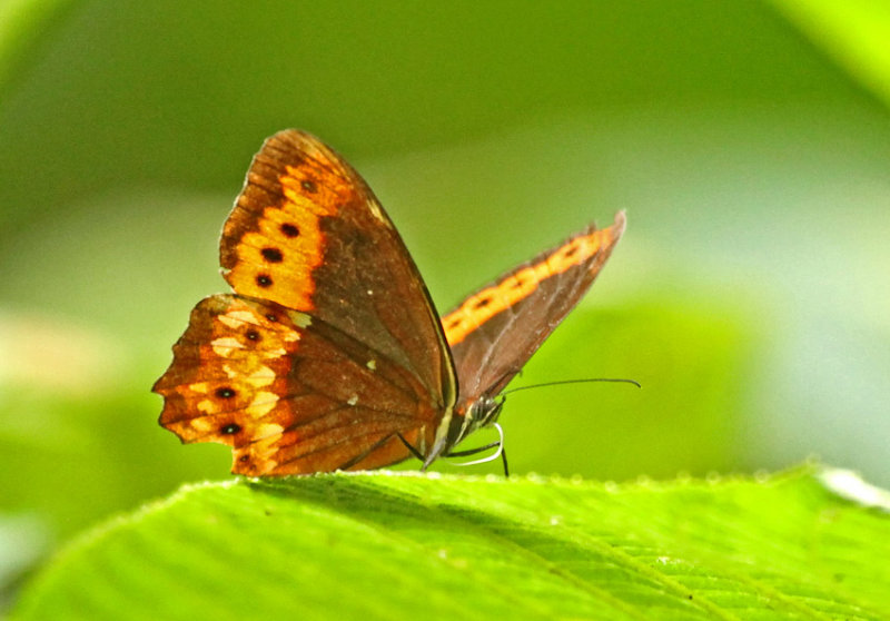 Oxeoschistus pronax protogenia