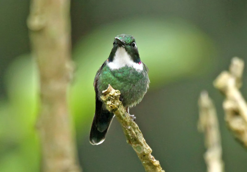 White-throated Wedgebill