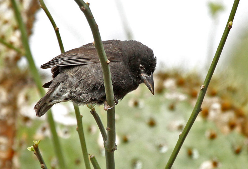 Common Cactus Finch