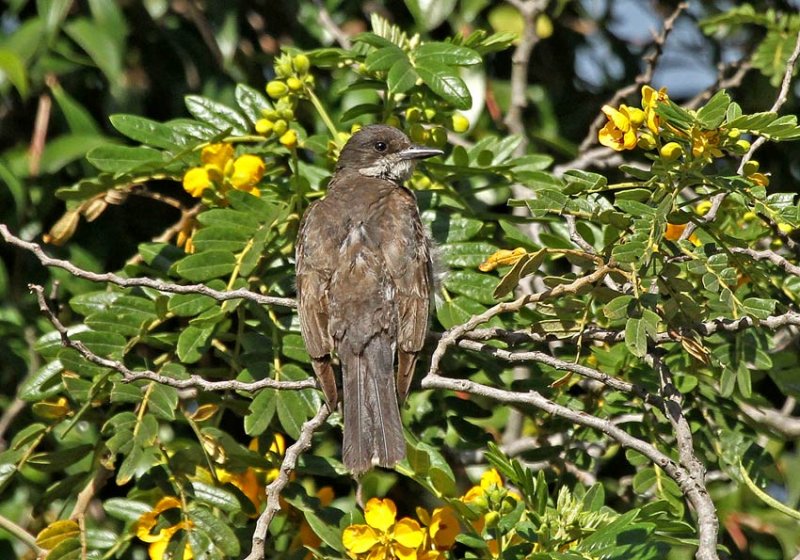 Eastern Kingbird