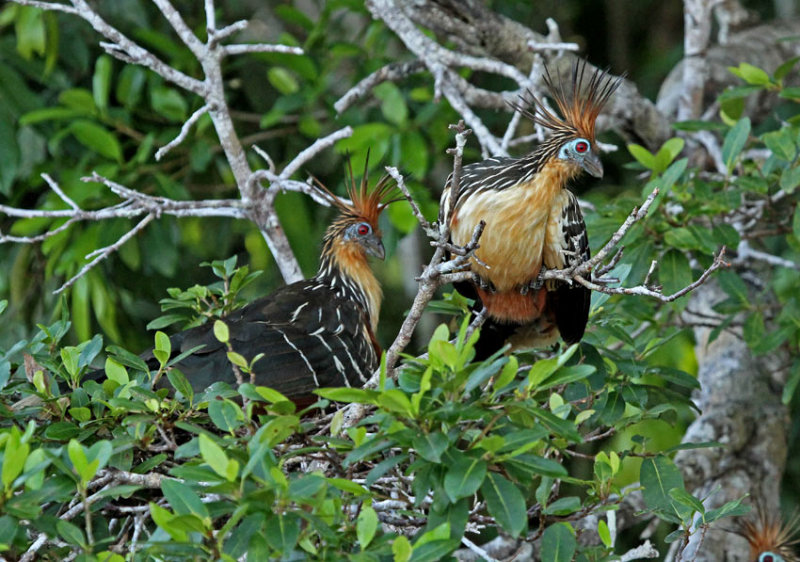 Hoatzin