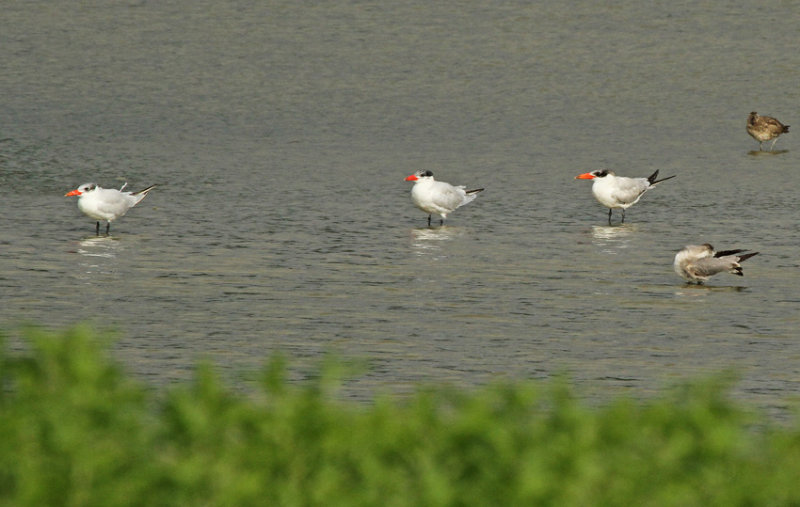 Caspian Tern