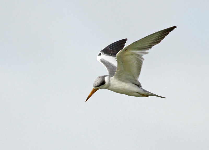 Large-billed Tern