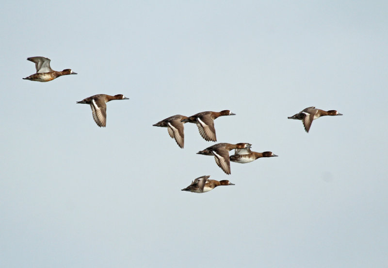 Lesser Scaup