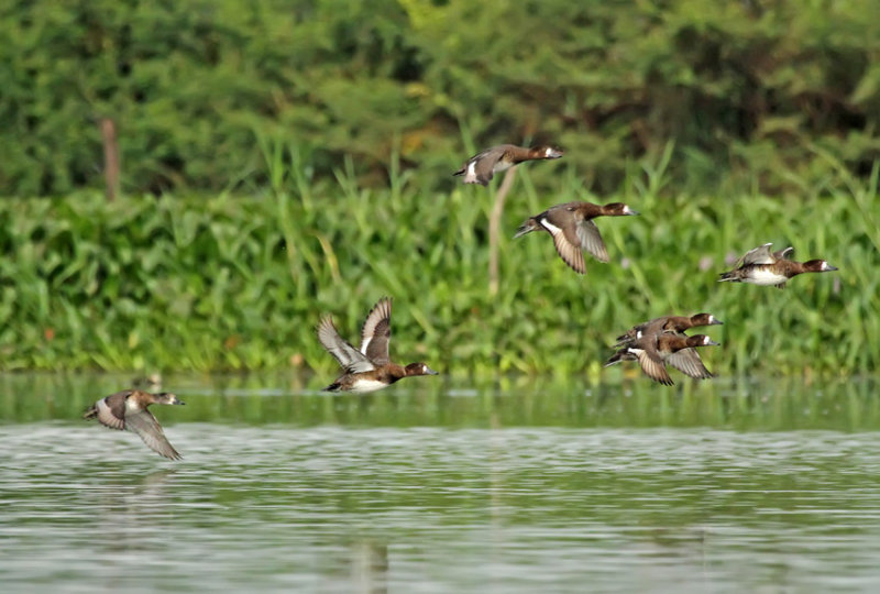 Ring-necked Duck