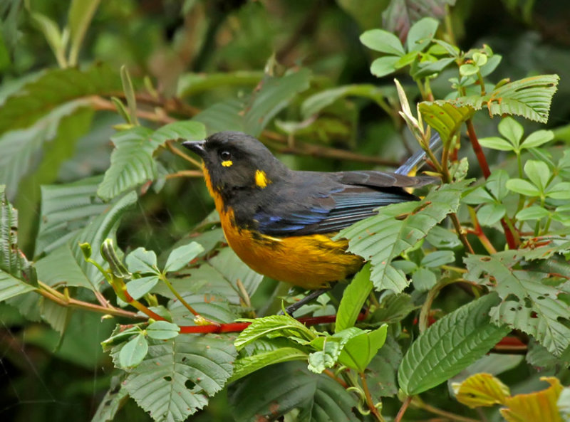 Lacrimose Mountain-Tanager