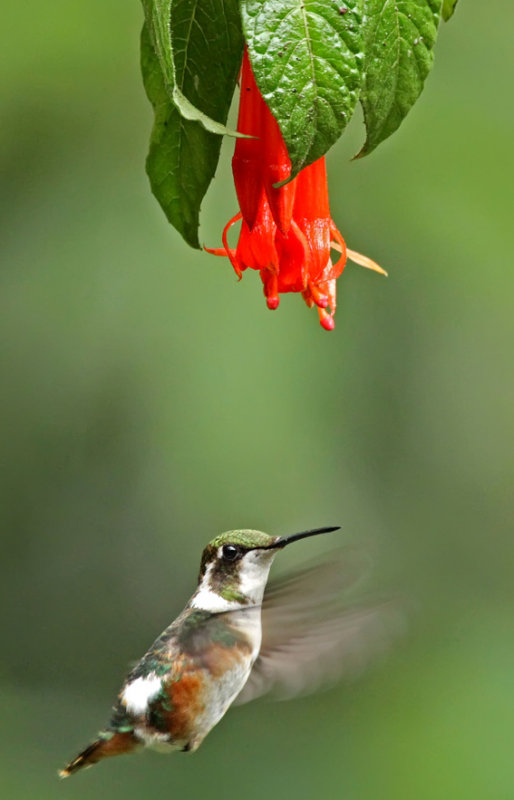 White-bellied Woodstar