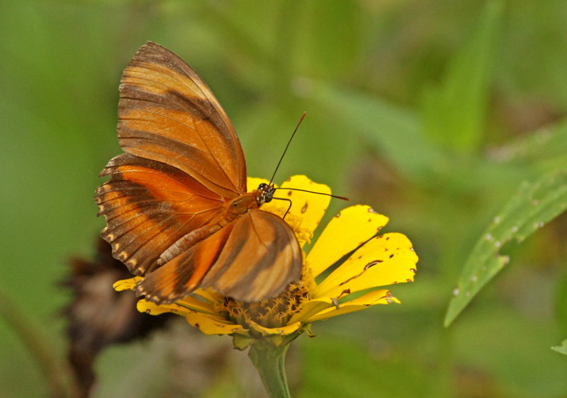 Dryadula phaetusa