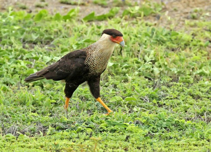 Northern Crested Caracara