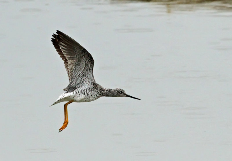 Greater Yellowlegs