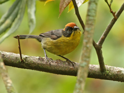 Rufous-naped Brush-Finch