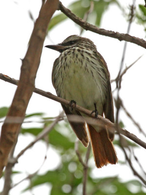 Sulphur-bellied Flycatcher