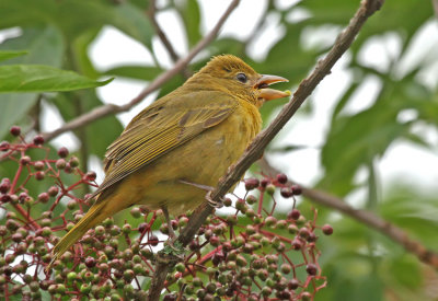 Summer Tanager