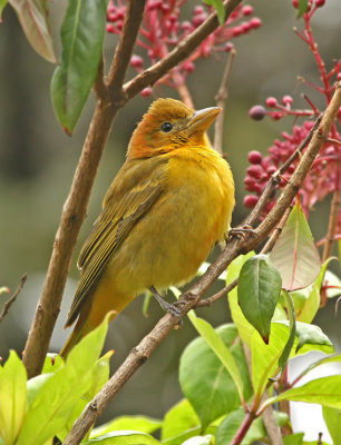 Summer Tanager