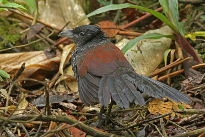 Banded Ground-Cuckoo