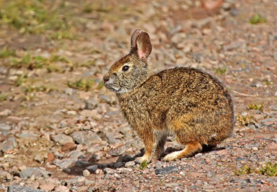 Andean Tapeti