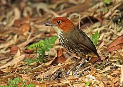 Chestnut-crowned Antpitta