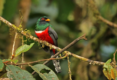 Masked Trogon