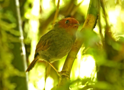 Rufous-headed Pygmy-Tyrant