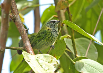 Spotted Tanager