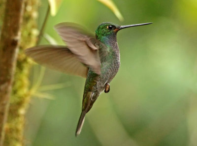 White-tailed Hillstar