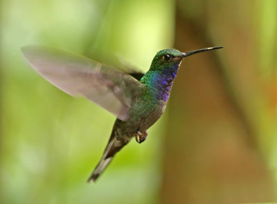 Green-backed Hillstar