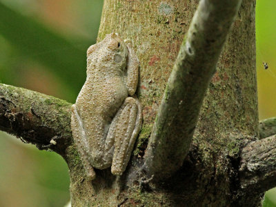 Frog Palenque