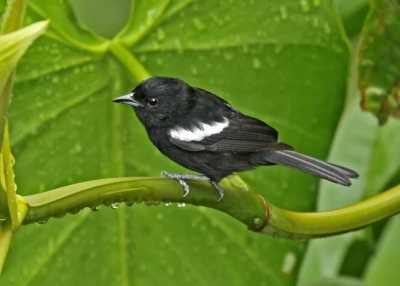 White-shouldered Tanager