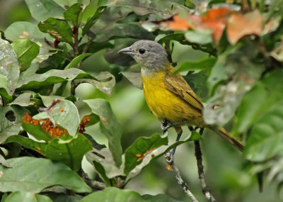 White-shouldered Tanager