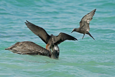 Brown Pelican and Brown Noddy