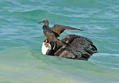 Brown Pelican and Brown Noddy