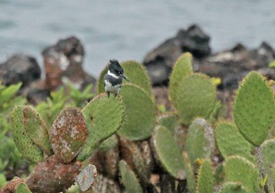 Belted Kingfisher