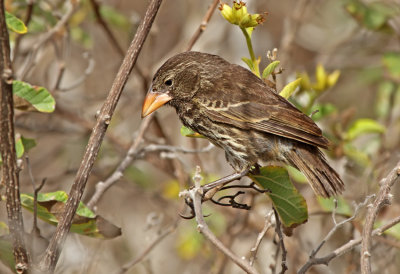 Large Cactus Finch