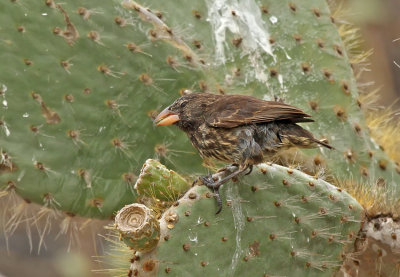 Large Cactus Finch