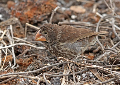 Large Ground Finch