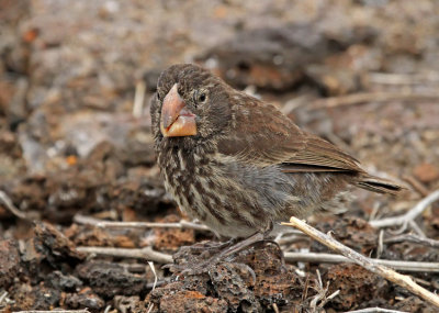 Large Ground Finch
